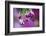 Ruby-Throated Hummingbird Male at Hybrid Fuchsia. Shelby County, Illinois-Richard and Susan Day-Framed Photographic Print