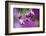 Ruby-Throated Hummingbird Male at Hybrid Fuchsia. Shelby County, Illinois-Richard and Susan Day-Framed Photographic Print