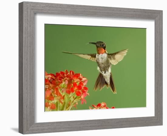 Ruby Throated Hummingbird,Male Feeding on Kalanchoe Flower, New Braunfels, Texas, USA-Rolf Nussbaumer-Framed Photographic Print