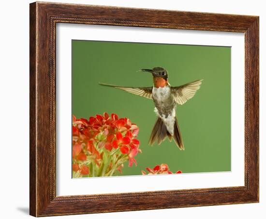 Ruby Throated Hummingbird,Male Feeding on Kalanchoe Flower, New Braunfels, Texas, USA-Rolf Nussbaumer-Framed Photographic Print