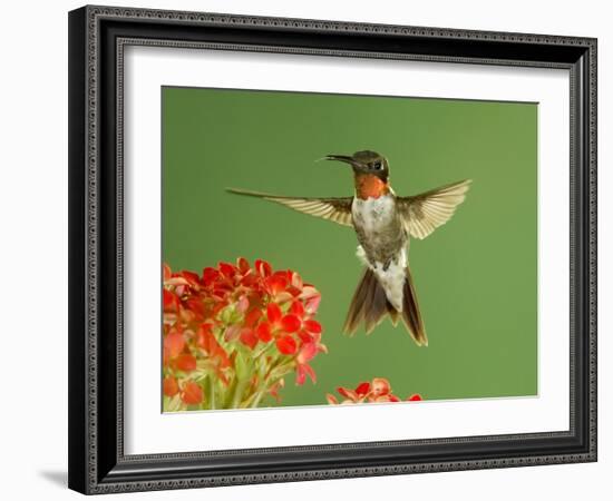 Ruby Throated Hummingbird,Male Feeding on Kalanchoe Flower, New Braunfels, Texas, USA-Rolf Nussbaumer-Framed Photographic Print