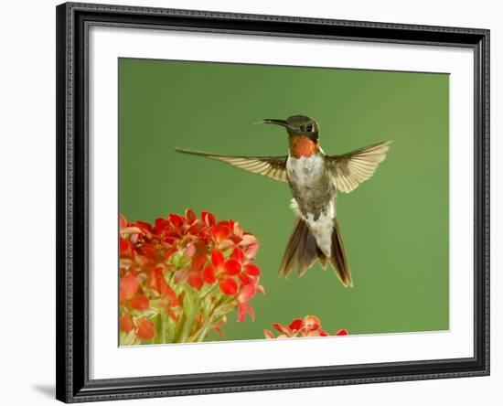 Ruby Throated Hummingbird,Male Feeding on Kalanchoe Flower, New Braunfels, Texas, USA-Rolf Nussbaumer-Framed Photographic Print