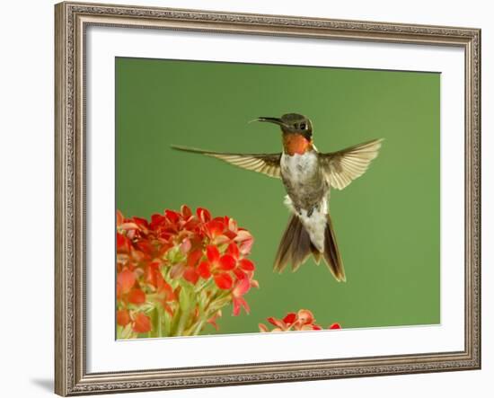 Ruby Throated Hummingbird,Male Feeding on Kalanchoe Flower, New Braunfels, Texas, USA-Rolf Nussbaumer-Framed Photographic Print