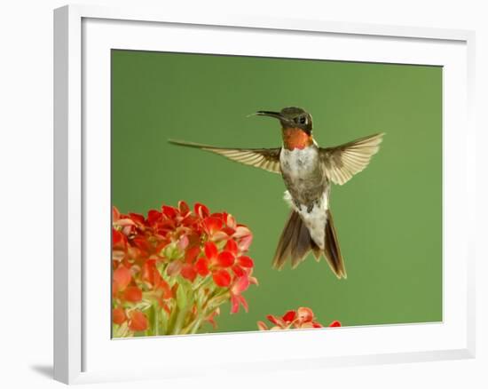 Ruby Throated Hummingbird,Male Feeding on Kalanchoe Flower, New Braunfels, Texas, USA-Rolf Nussbaumer-Framed Photographic Print