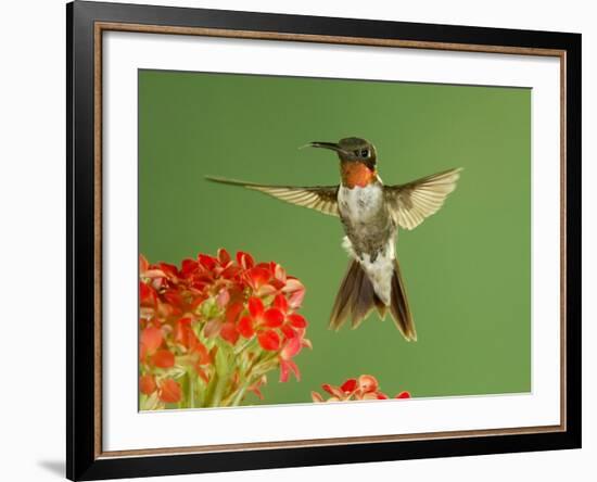 Ruby Throated Hummingbird,Male Feeding on Kalanchoe Flower, New Braunfels, Texas, USA-Rolf Nussbaumer-Framed Photographic Print