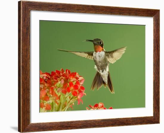 Ruby Throated Hummingbird,Male Feeding on Kalanchoe Flower, New Braunfels, Texas, USA-Rolf Nussbaumer-Framed Photographic Print