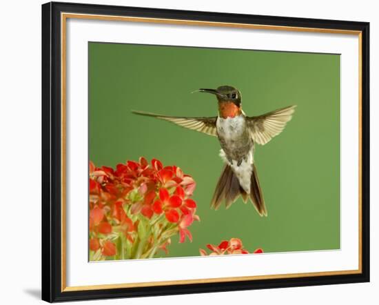 Ruby Throated Hummingbird,Male Feeding on Kalanchoe Flower, New Braunfels, Texas, USA-Rolf Nussbaumer-Framed Photographic Print