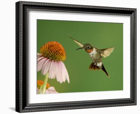 Ruby Throated Hummingbird,Male Feeding on Purple Coneflower, New Braunfels, Texas, USA-Rolf Nussbaumer-Framed Photographic Print