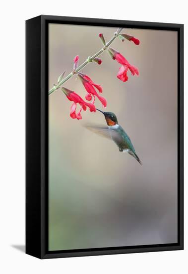 Ruby-Throated Hummingbird Male Feeding-Larry Ditto-Framed Premier Image Canvas