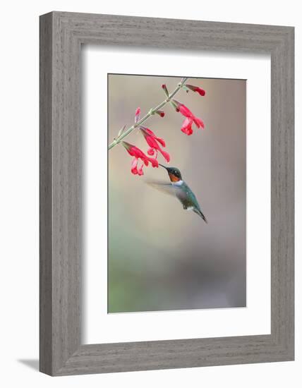 Ruby-Throated Hummingbird Male Feeding-Larry Ditto-Framed Photographic Print