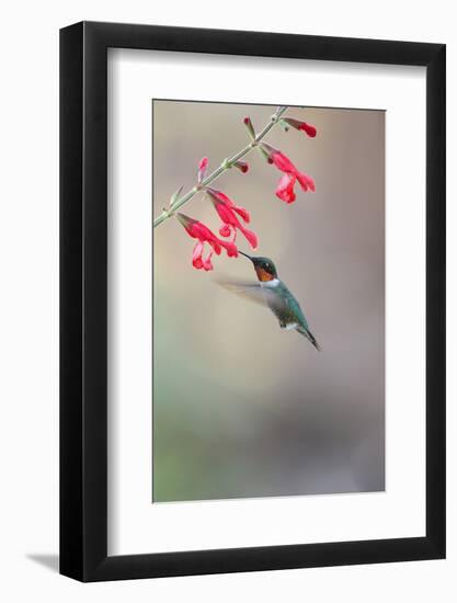 Ruby-Throated Hummingbird Male Feeding-Larry Ditto-Framed Photographic Print