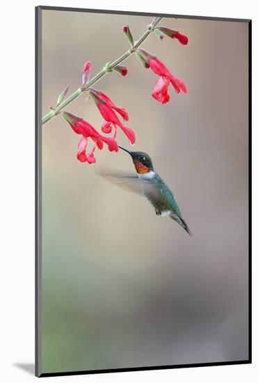 Ruby-Throated Hummingbird Male Feeding-Larry Ditto-Mounted Photographic Print