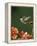 Ruby Throated Hummingbird, Male Flying, Texas, USA-Rolf Nussbaumer-Framed Premier Image Canvas