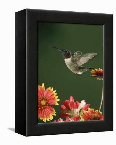 Ruby Throated Hummingbird, Male Flying, Texas, USA-Rolf Nussbaumer-Framed Premier Image Canvas