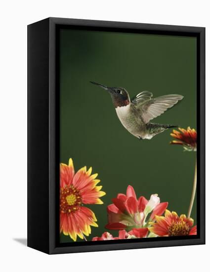 Ruby Throated Hummingbird, Male Flying, Texas, USA-Rolf Nussbaumer-Framed Premier Image Canvas