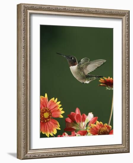 Ruby Throated Hummingbird, Male Flying, Texas, USA-Rolf Nussbaumer-Framed Photographic Print