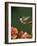 Ruby Throated Hummingbird, Male Flying, Texas, USA-Rolf Nussbaumer-Framed Photographic Print