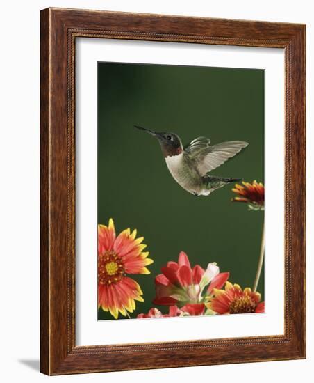 Ruby Throated Hummingbird, Male Flying, Texas, USA-Rolf Nussbaumer-Framed Photographic Print