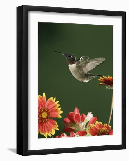 Ruby Throated Hummingbird, Male Flying, Texas, USA-Rolf Nussbaumer-Framed Photographic Print