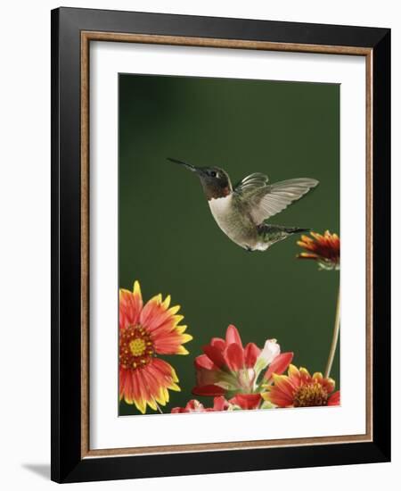 Ruby Throated Hummingbird, Male Flying, Texas, USA-Rolf Nussbaumer-Framed Photographic Print