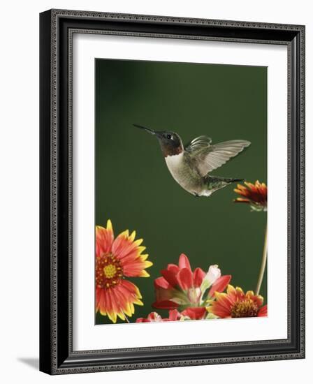 Ruby Throated Hummingbird, Male Flying, Texas, USA-Rolf Nussbaumer-Framed Photographic Print