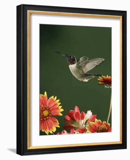 Ruby Throated Hummingbird, Male Flying, Texas, USA-Rolf Nussbaumer-Framed Photographic Print