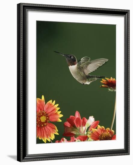 Ruby Throated Hummingbird, Male Flying, Texas, USA-Rolf Nussbaumer-Framed Photographic Print