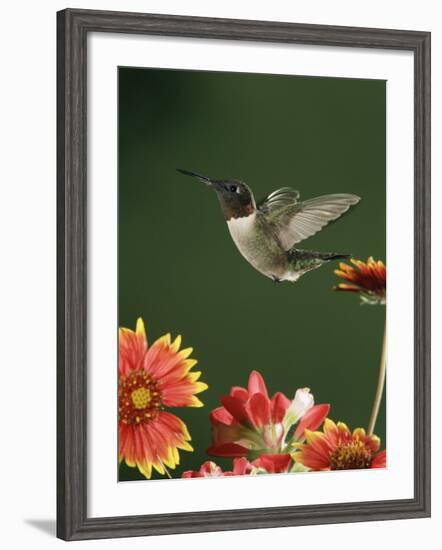 Ruby Throated Hummingbird, Male Flying, Texas, USA-Rolf Nussbaumer-Framed Photographic Print