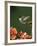 Ruby Throated Hummingbird, Male Flying, Texas, USA-Rolf Nussbaumer-Framed Photographic Print