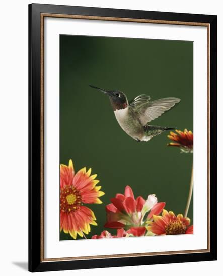 Ruby Throated Hummingbird, Male Flying, Texas, USA-Rolf Nussbaumer-Framed Photographic Print