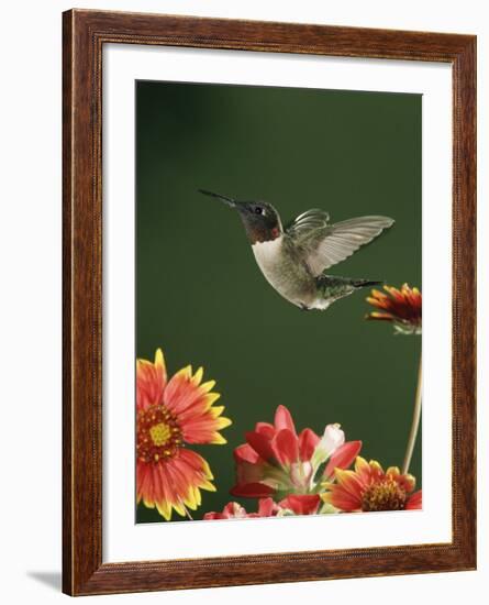 Ruby Throated Hummingbird, Male Flying, Texas, USA-Rolf Nussbaumer-Framed Photographic Print