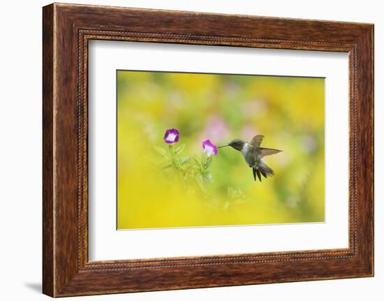 Ruby-throated Hummingbird male in flight feeding, Hill Country, Texas, USA-Rolf Nussbaumer-Framed Photographic Print