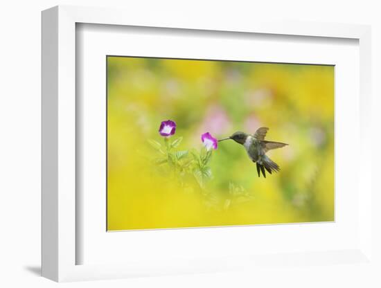 Ruby-throated Hummingbird male in flight feeding, Hill Country, Texas, USA-Rolf Nussbaumer-Framed Photographic Print