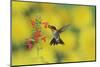 Ruby-throated Hummingbird male in flight feeding, Hill Country, Texas, USA-Rolf Nussbaumer-Mounted Photographic Print