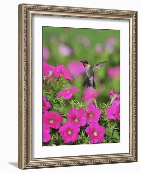 Ruby-throated Hummingbird male in flight feeding, Hill Country, Texas, USA-Rolf Nussbaumer-Framed Photographic Print