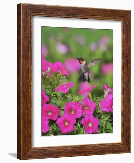 Ruby-throated Hummingbird male in flight feeding, Hill Country, Texas, USA-Rolf Nussbaumer-Framed Photographic Print