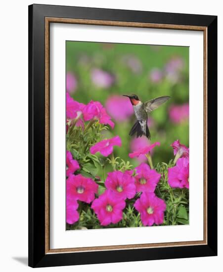 Ruby-throated Hummingbird male in flight feeding, Hill Country, Texas, USA-Rolf Nussbaumer-Framed Photographic Print