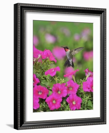 Ruby-throated Hummingbird male in flight feeding, Hill Country, Texas, USA-Rolf Nussbaumer-Framed Photographic Print