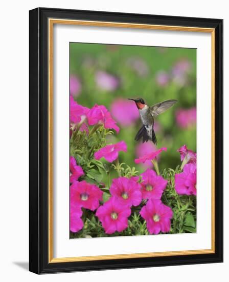 Ruby-throated Hummingbird male in flight feeding, Hill Country, Texas, USA-Rolf Nussbaumer-Framed Photographic Print