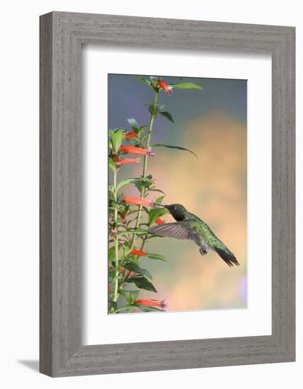 Ruby-Throated Hummingbird Male on Cigar Plant, Marion County, Illinois-Richard and Susan Day-Framed Photographic Print