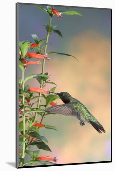 Ruby-Throated Hummingbird Male on Cigar Plant, Marion County, Illinois-Richard and Susan Day-Mounted Photographic Print