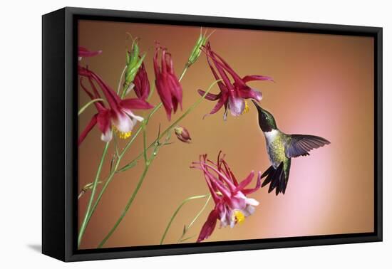 Ruby-Throated Hummingbird Male on Crimson Star Columbine, Illinois-Richard and Susan Day-Framed Premier Image Canvas