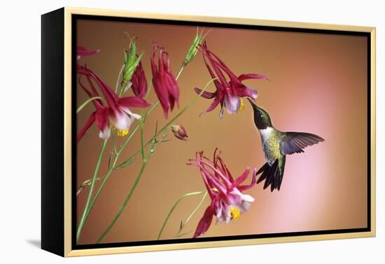 Ruby-Throated Hummingbird Male on Crimson Star Columbine, Illinois-Richard and Susan Day-Framed Premier Image Canvas