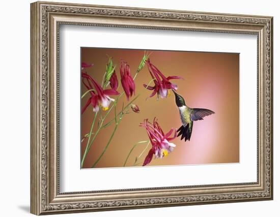 Ruby-Throated Hummingbird Male on Crimson Star Columbine, Illinois-Richard and Susan Day-Framed Photographic Print