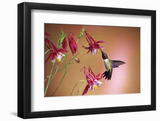 Ruby-Throated Hummingbird Male on Crimson Star Columbine, Illinois-Richard and Susan Day-Framed Photographic Print