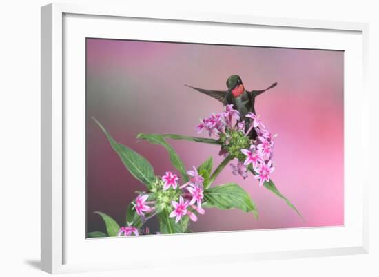 Ruby-Throated Hummingbird Male on Pink Pentas. Marion, Illinois, Usa-Richard ans Susan Day-Framed Photographic Print