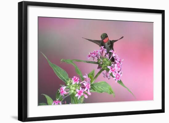 Ruby-Throated Hummingbird Male on Pink Pentas. Marion, Illinois, Usa-Richard ans Susan Day-Framed Photographic Print