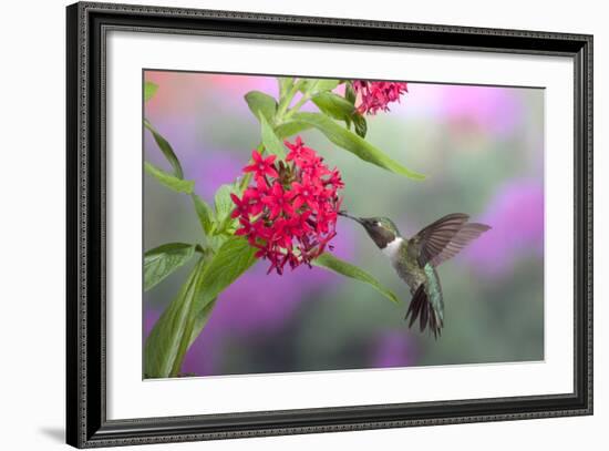 Ruby-Throated Hummingbird Male on Red Pentas, Marion County, Illinois-Richard and Susan Day-Framed Photographic Print