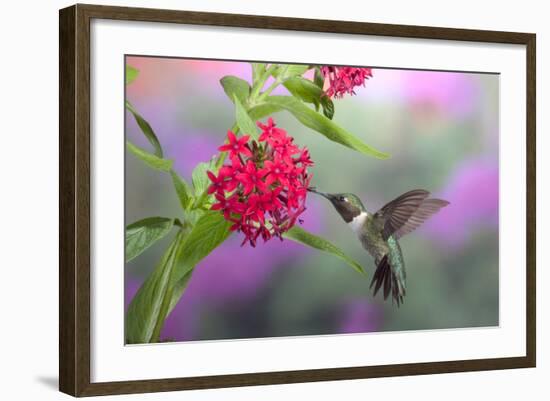 Ruby-Throated Hummingbird Male on Red Pentas, Marion County, Illinois-Richard and Susan Day-Framed Photographic Print