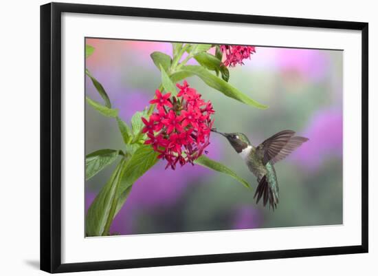 Ruby-Throated Hummingbird Male on Red Pentas, Marion County, Illinois-Richard and Susan Day-Framed Photographic Print